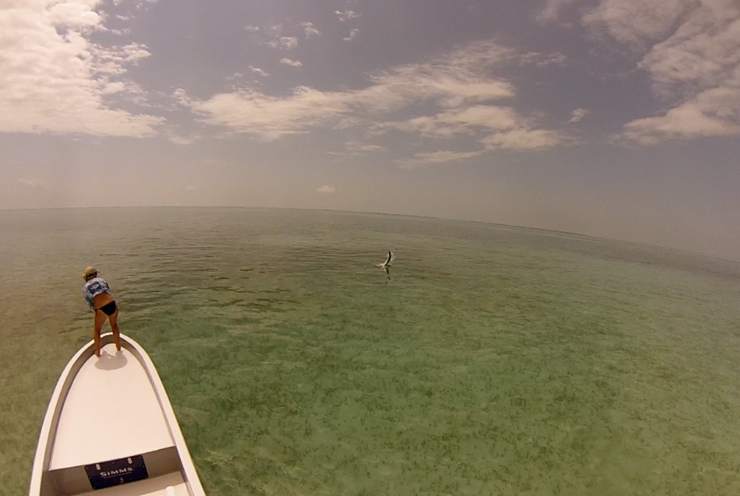 Jumped some nice tarpon this year fishing with www.belizefly.com