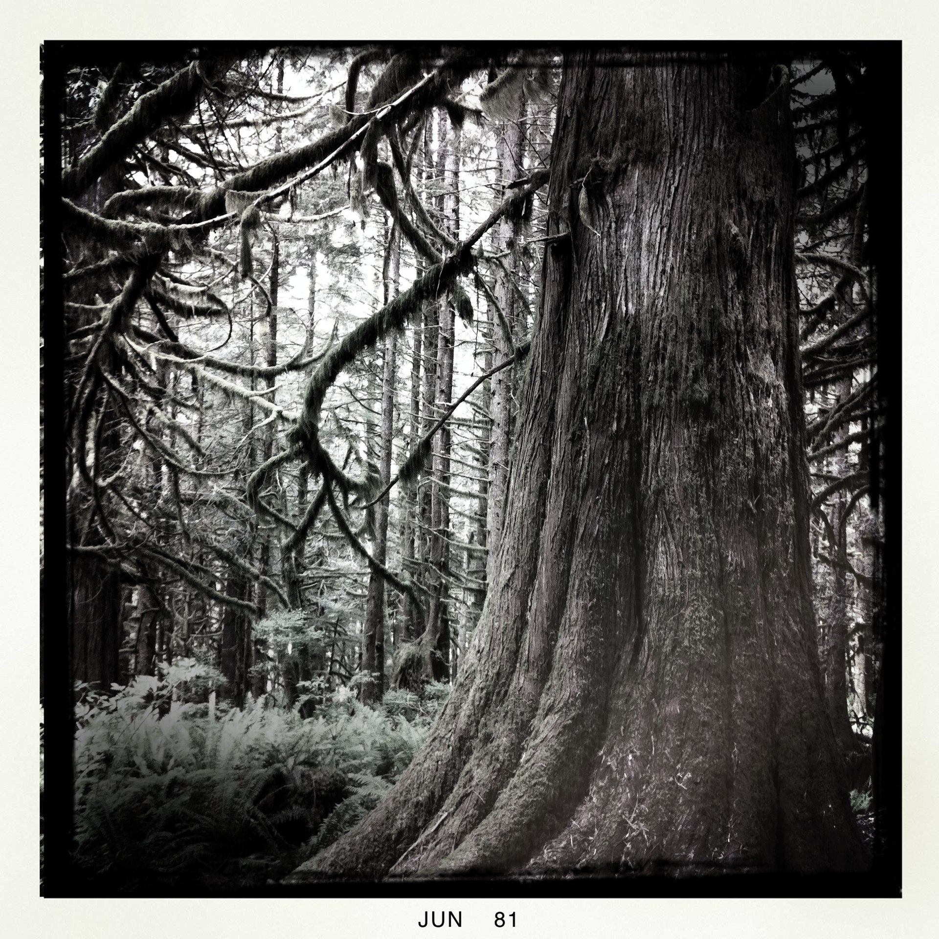 Taken on the same hike. My dad said the woods looked haunted, hehe.