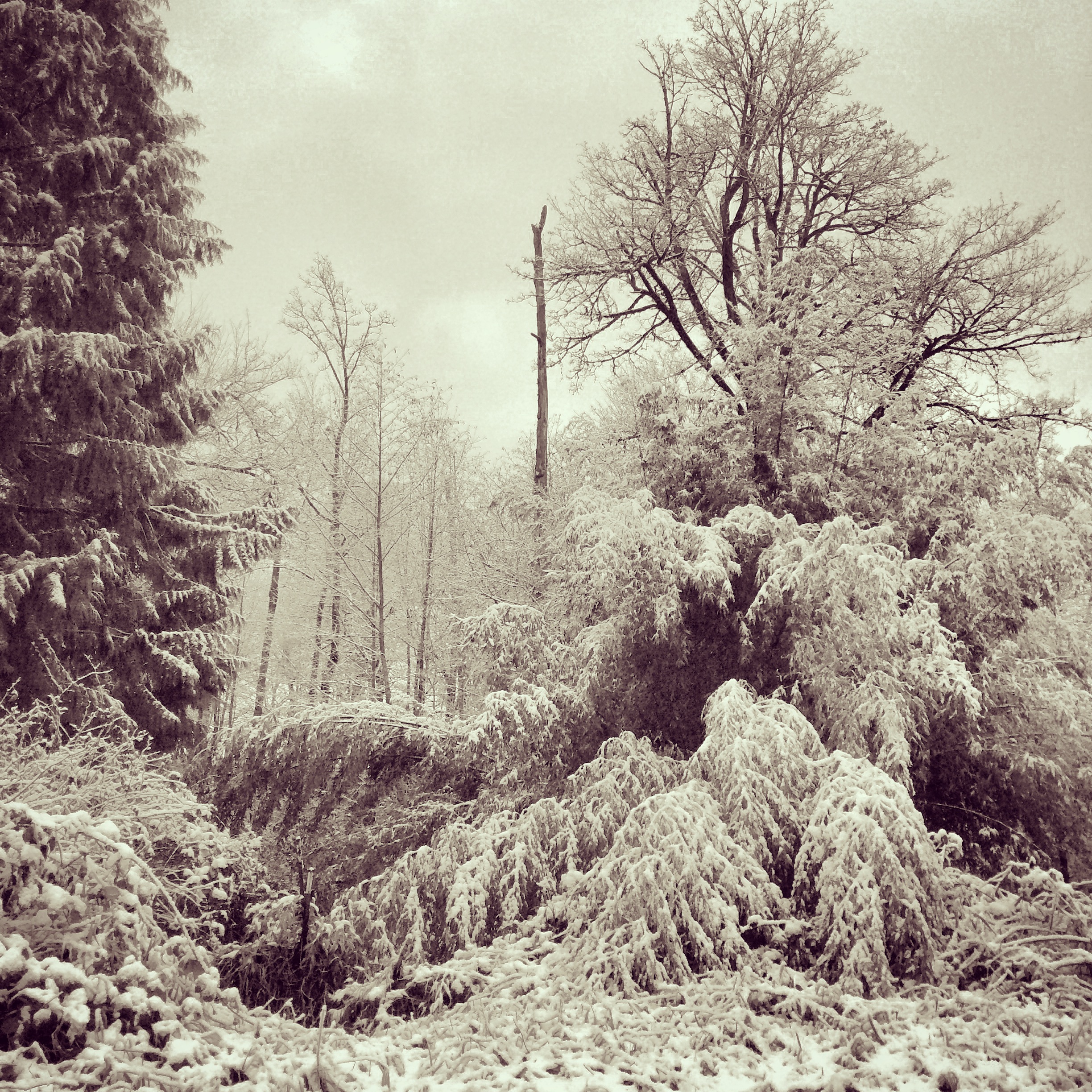 Snow on the bamboo, outside our Tiny House.