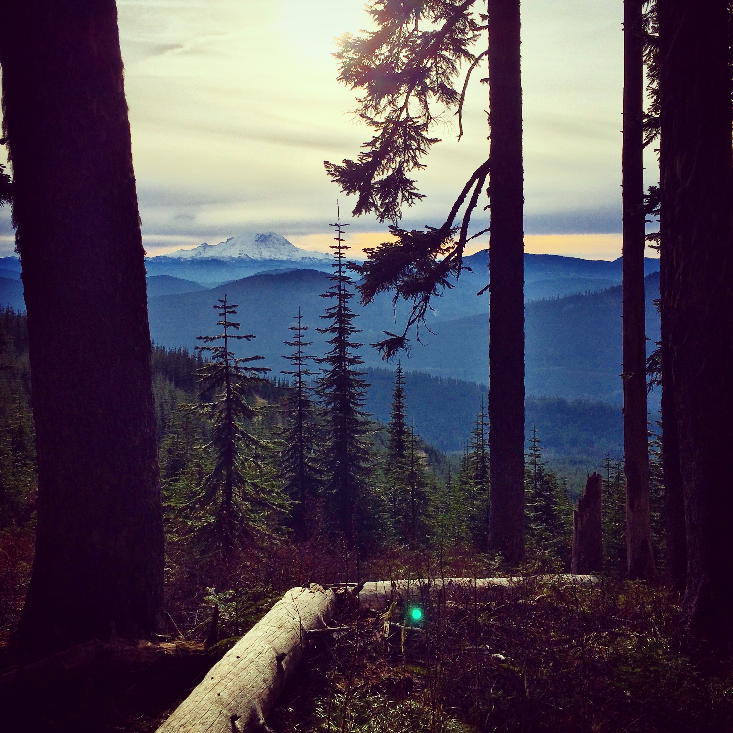 Wonderful view of Mt. Rainier from the hiking trail.