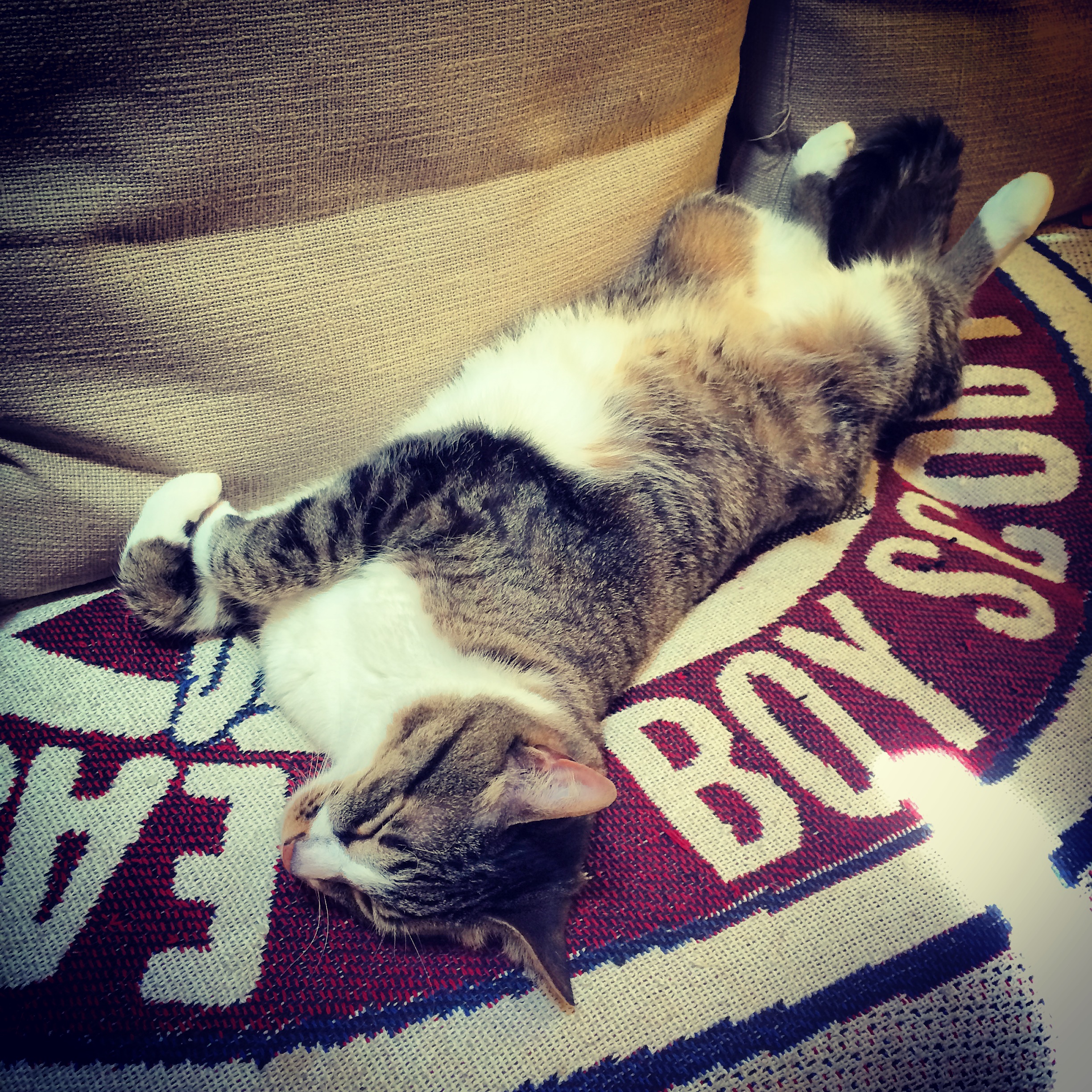 This is SethCat, and he starts to melt a little when it in the 90's for over 2 weeks. He will still go and find a sunny spot on the floor to take his catnap... crazy kitty!