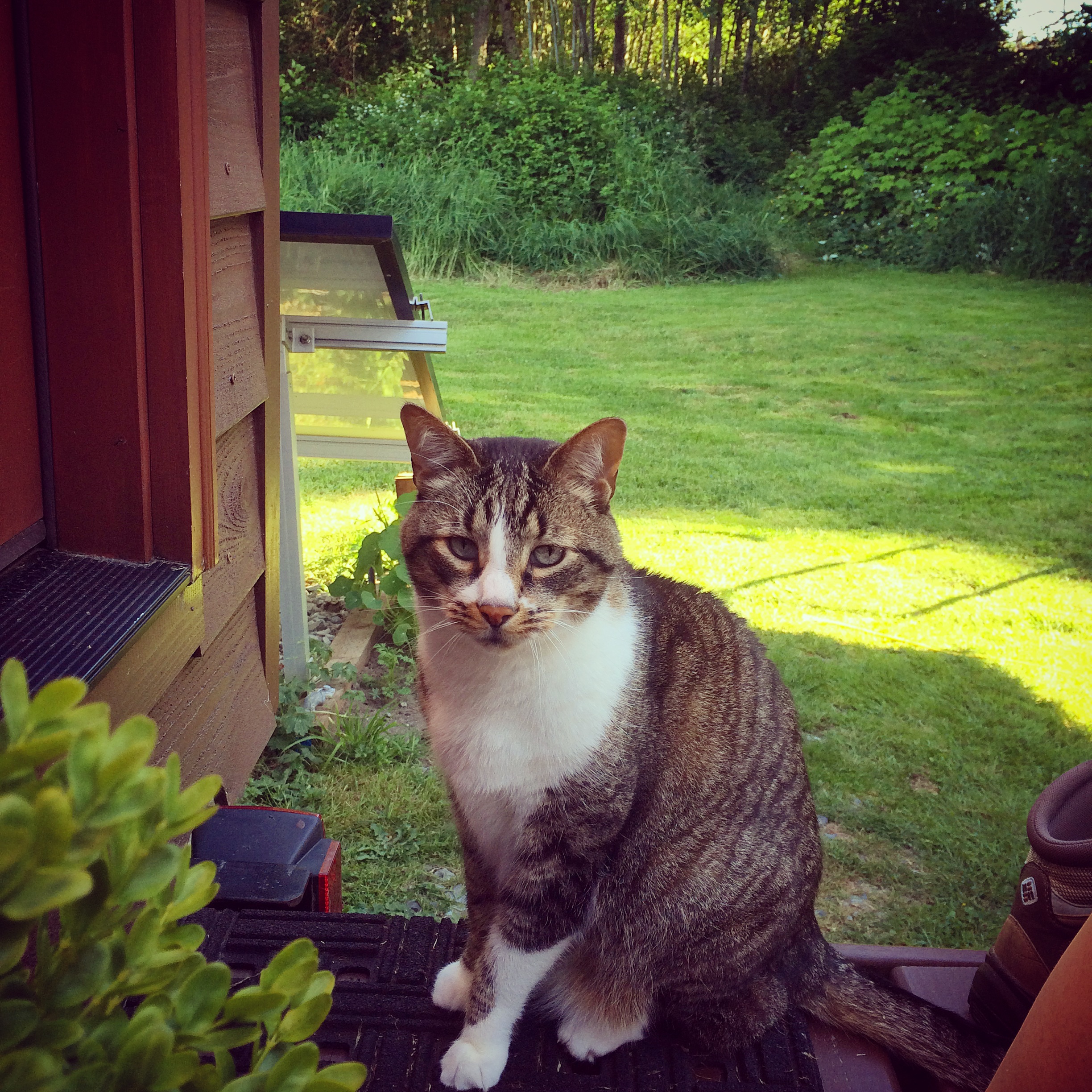 SethCat