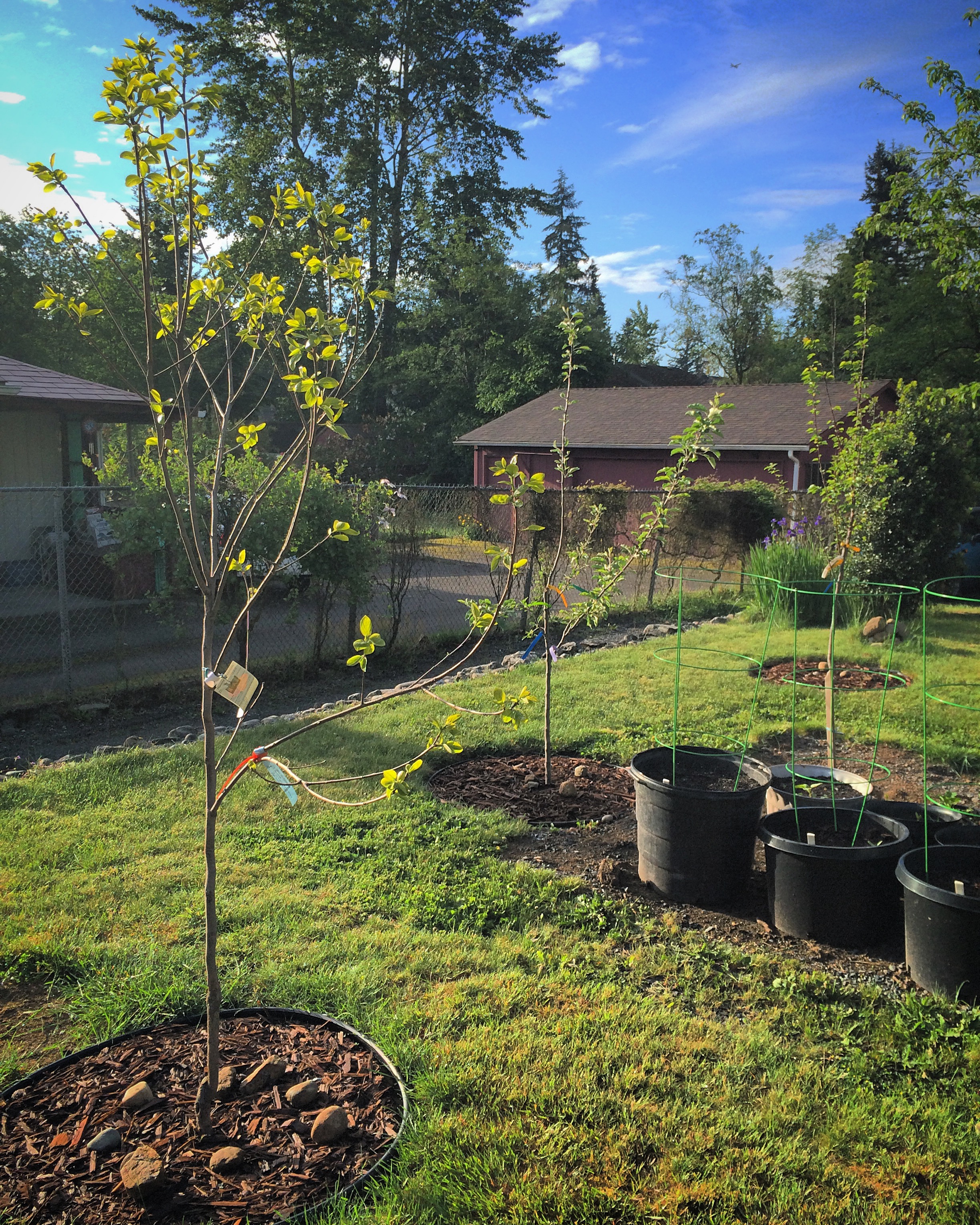 A few of the new Fruit Trees. 