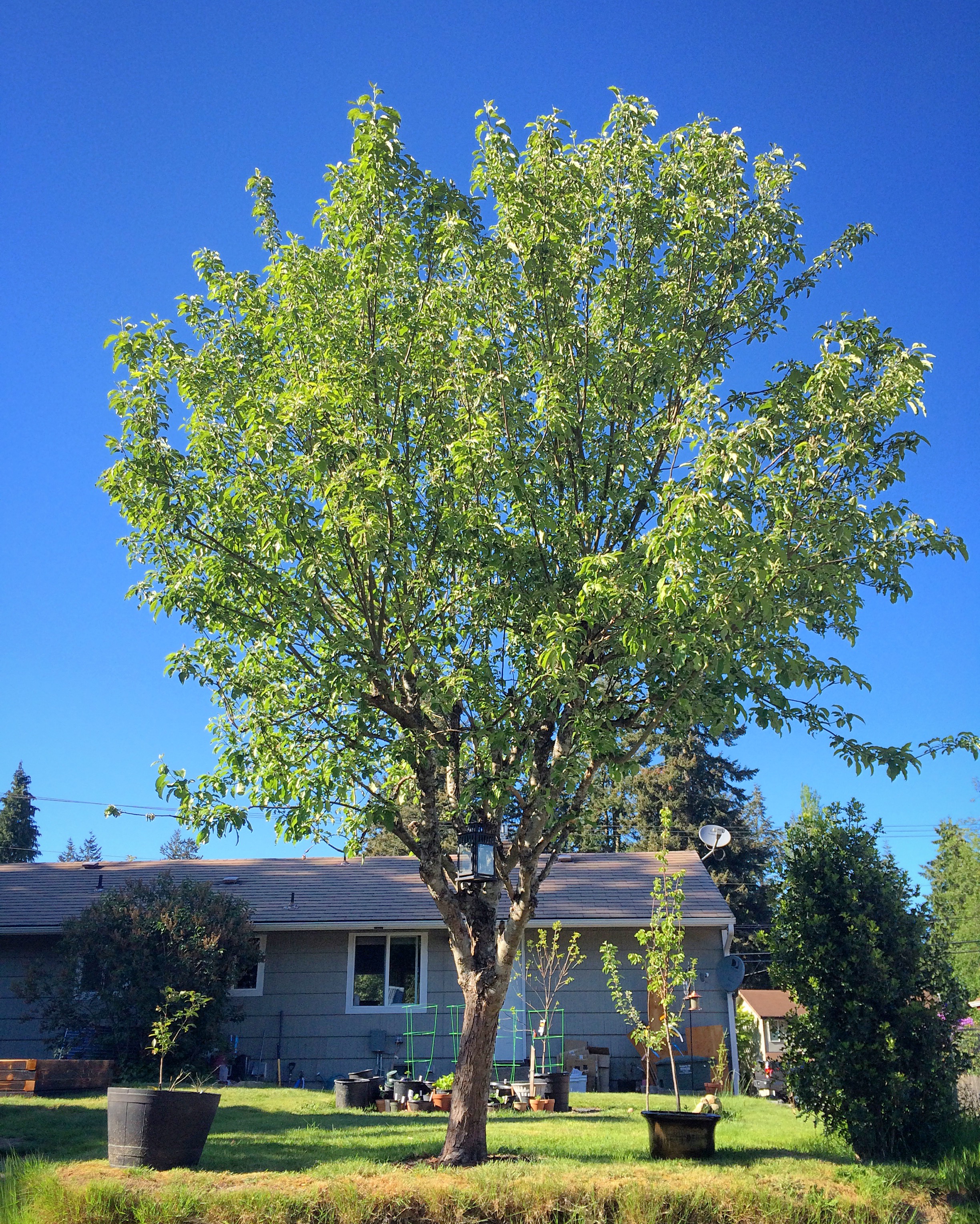 The Apple Tree that was already here. 