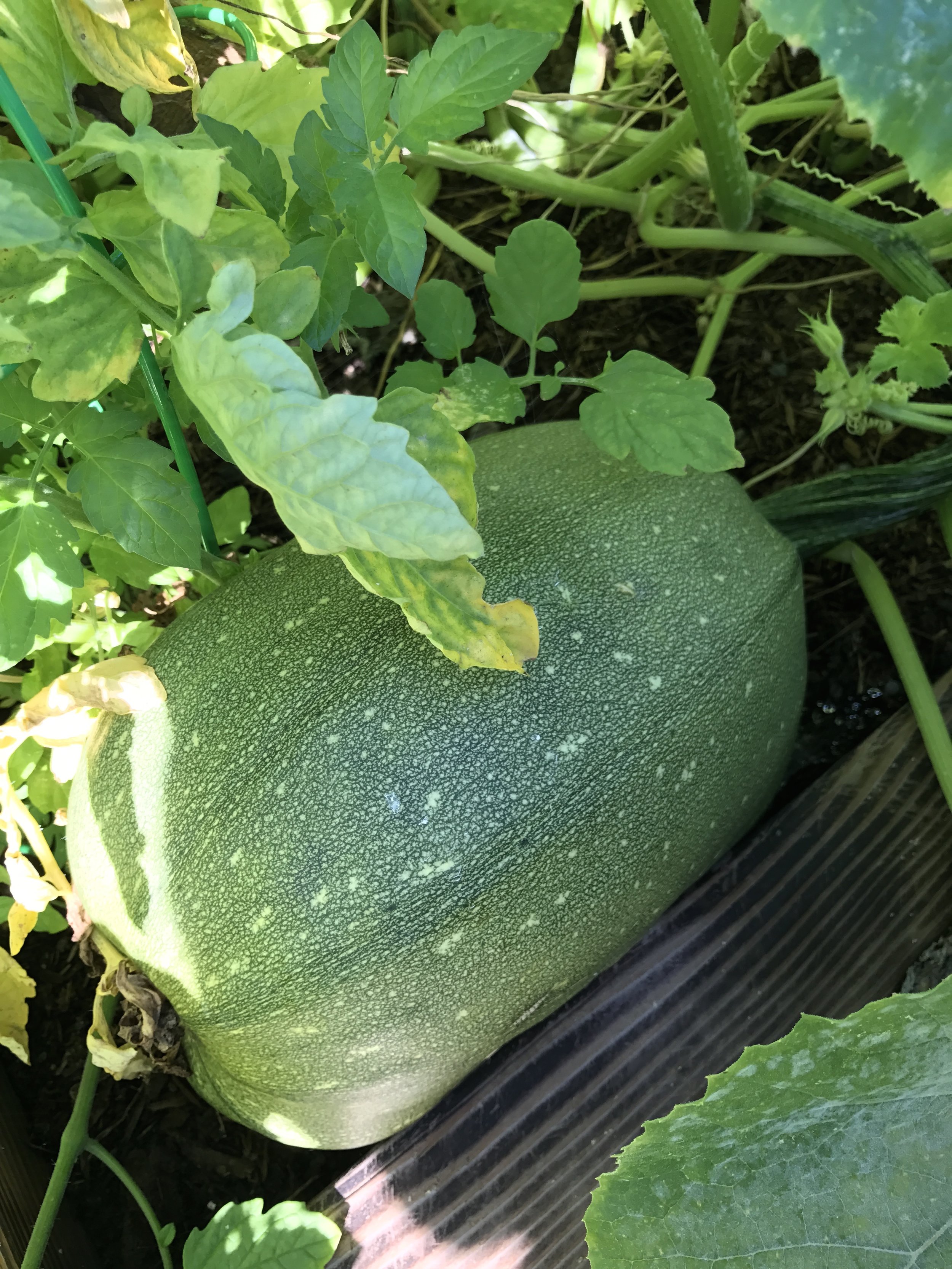 So this should be Butternut Squash... but clearly it is not.... We think it's a new mix, half Butternut Squash and half Zucchini. Our Zucchini was planted in the next box over.