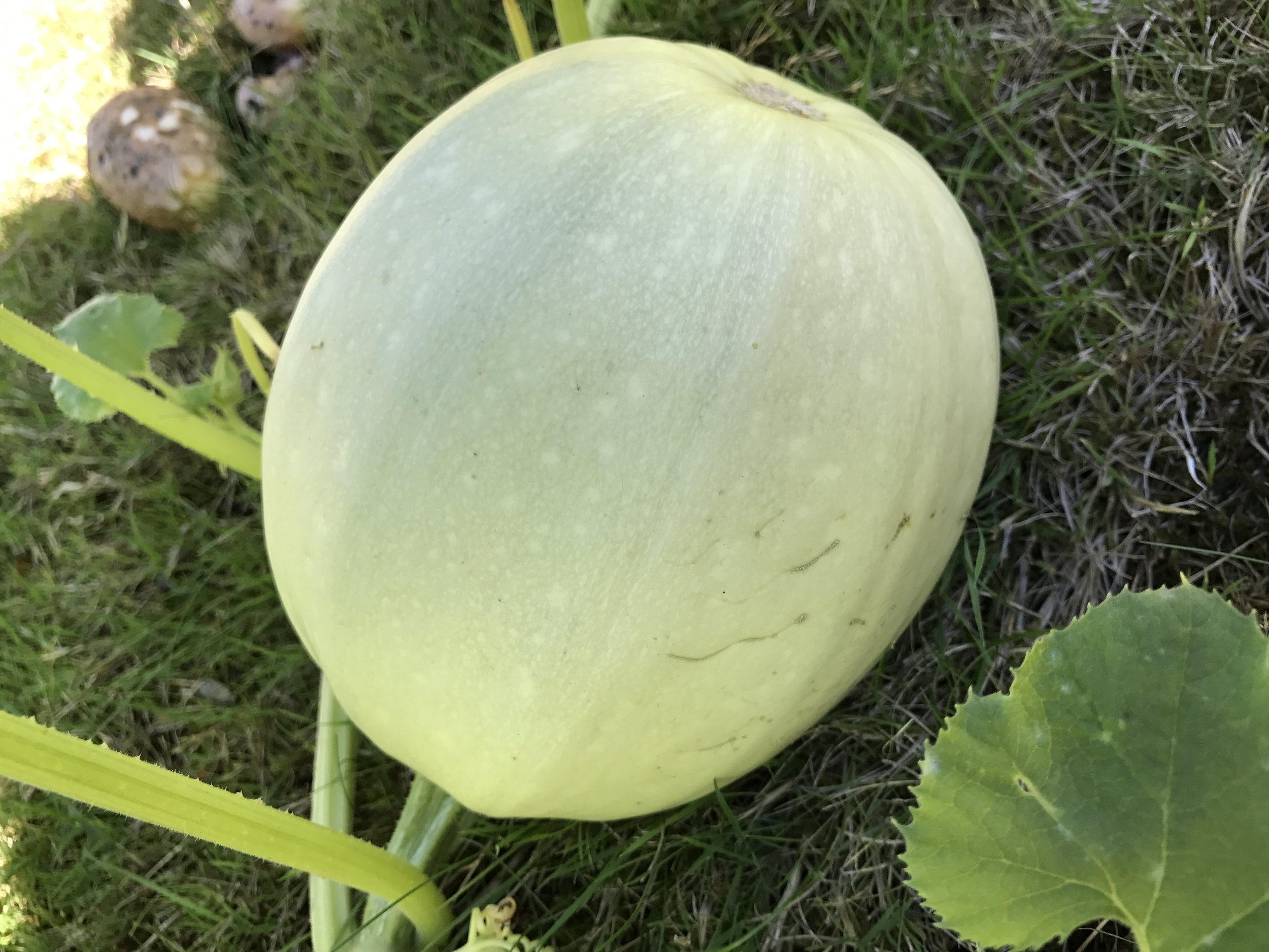 This is the young version of what we are calling Butternut Zucchini.