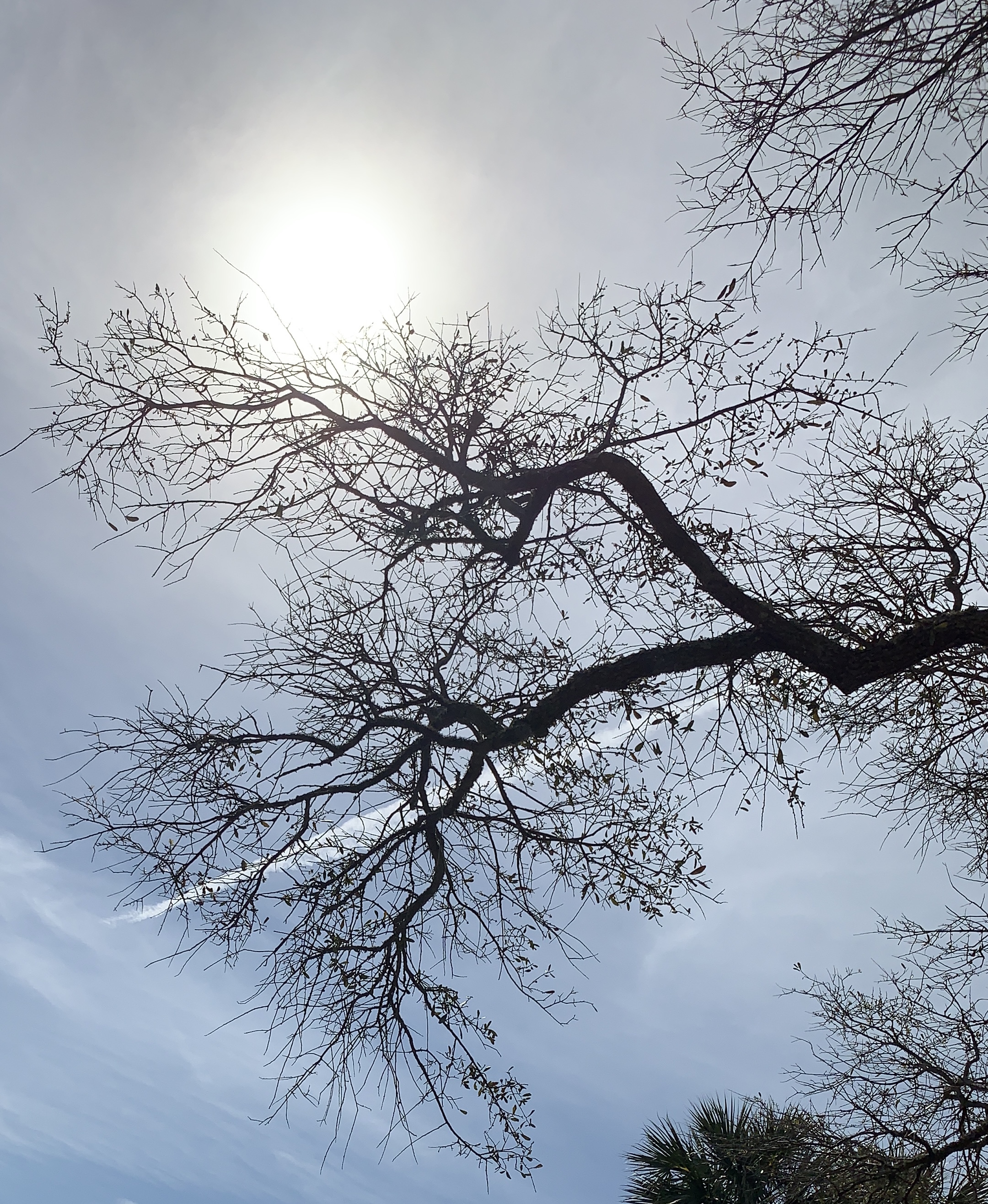 IMG_5298.jpeg