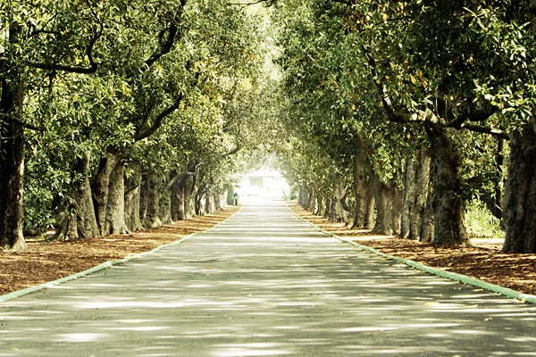 Magnolia Lane Augusta National