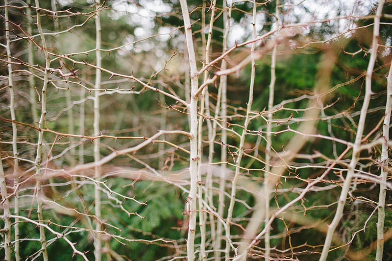 Seattle engagement photography at Discovery Park