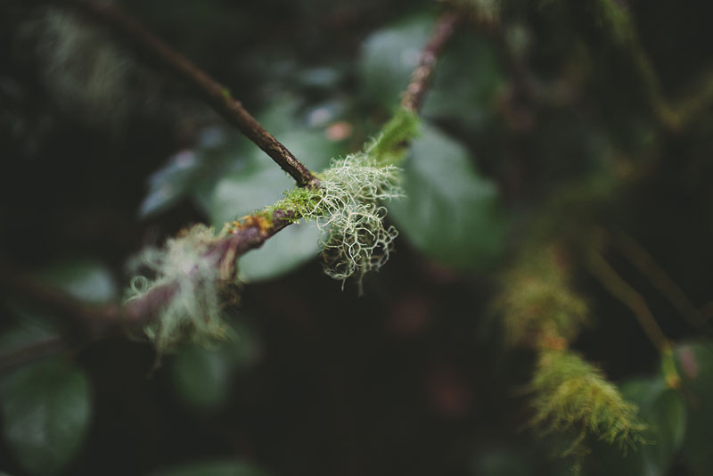 Point Defiance engagement photography