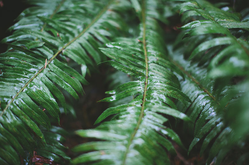 Point Defiance engagement photography