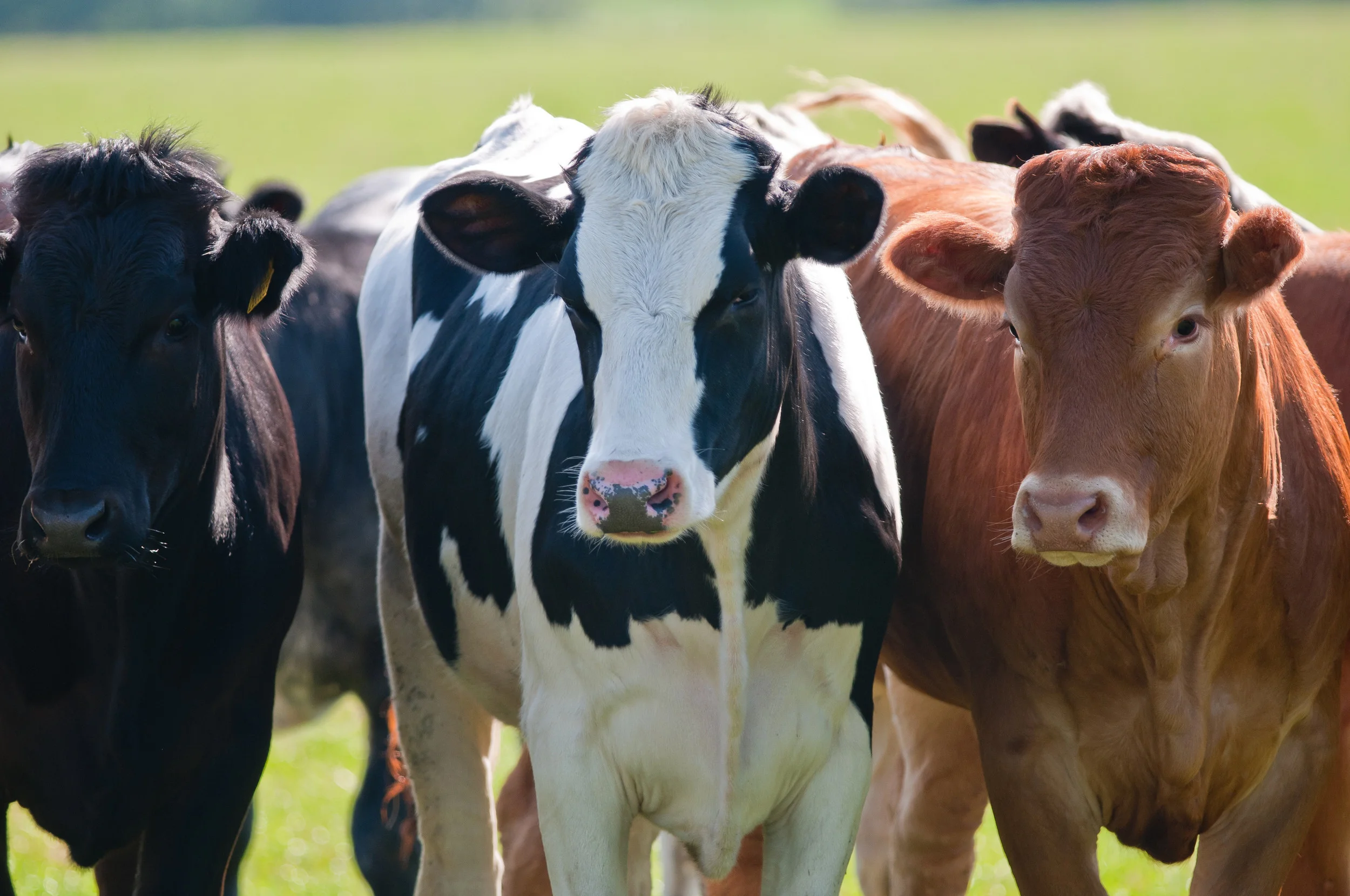 cows.jpg