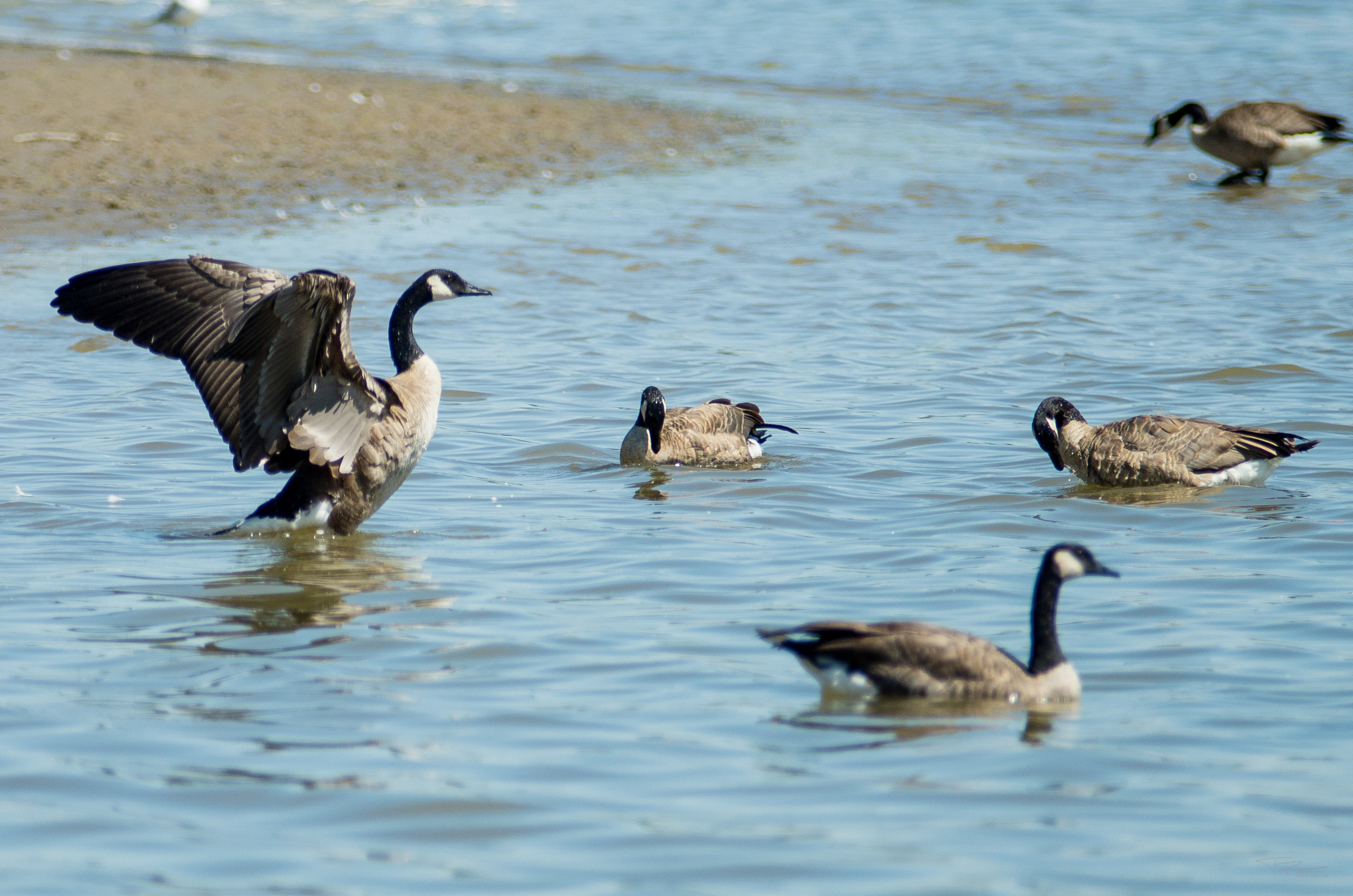 20160801-Geese-PMG_2397.JPG