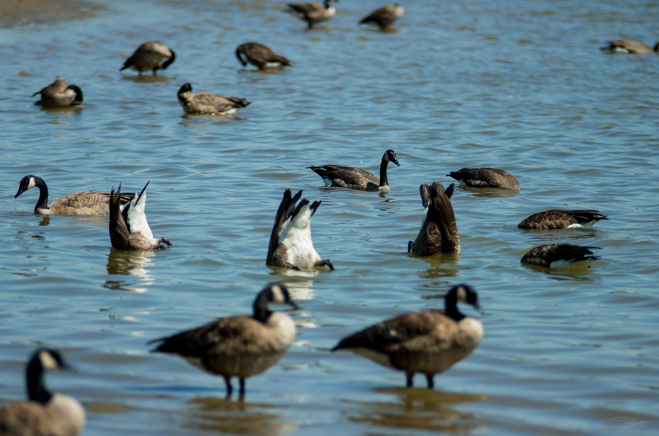 20160801-Geese-PMG_2408.JPG