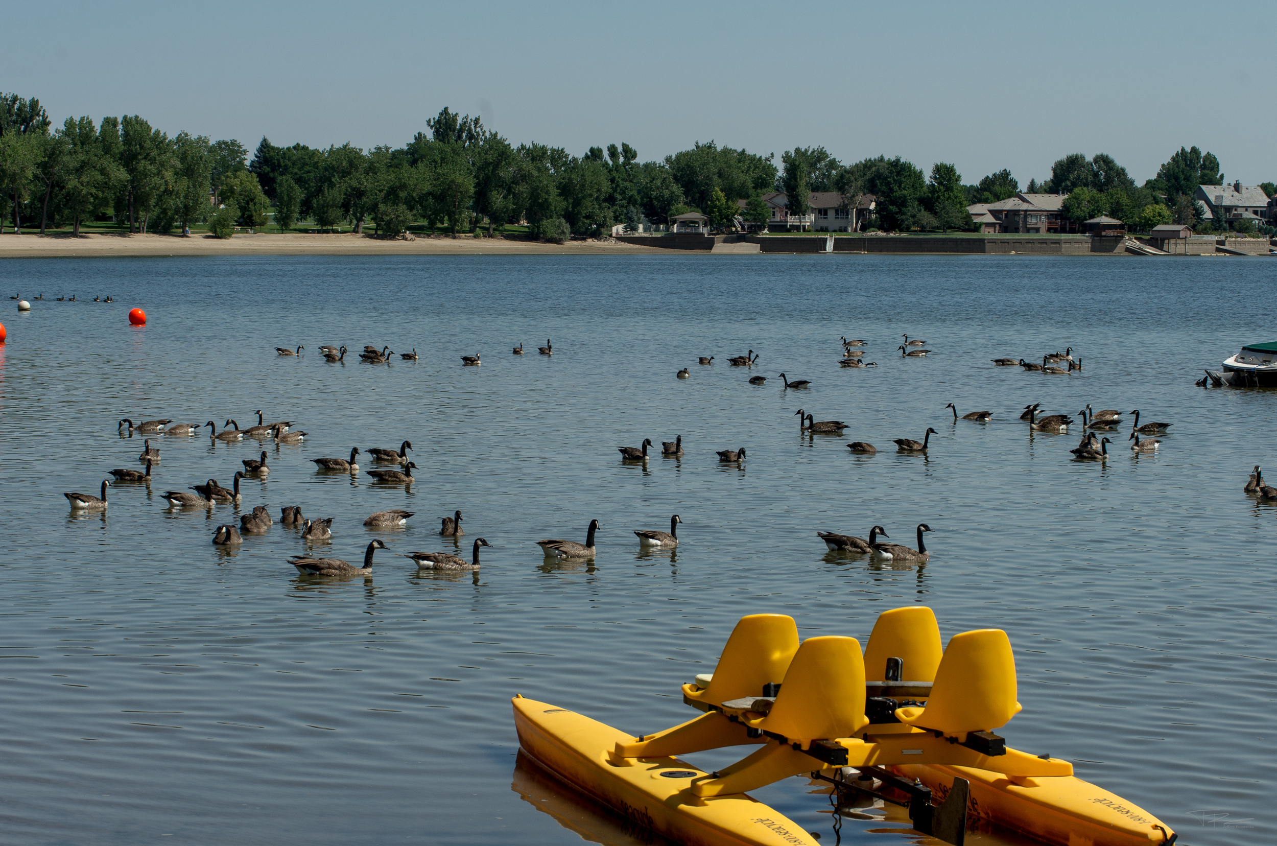 20160801-Geese-PMG_2306.JPG