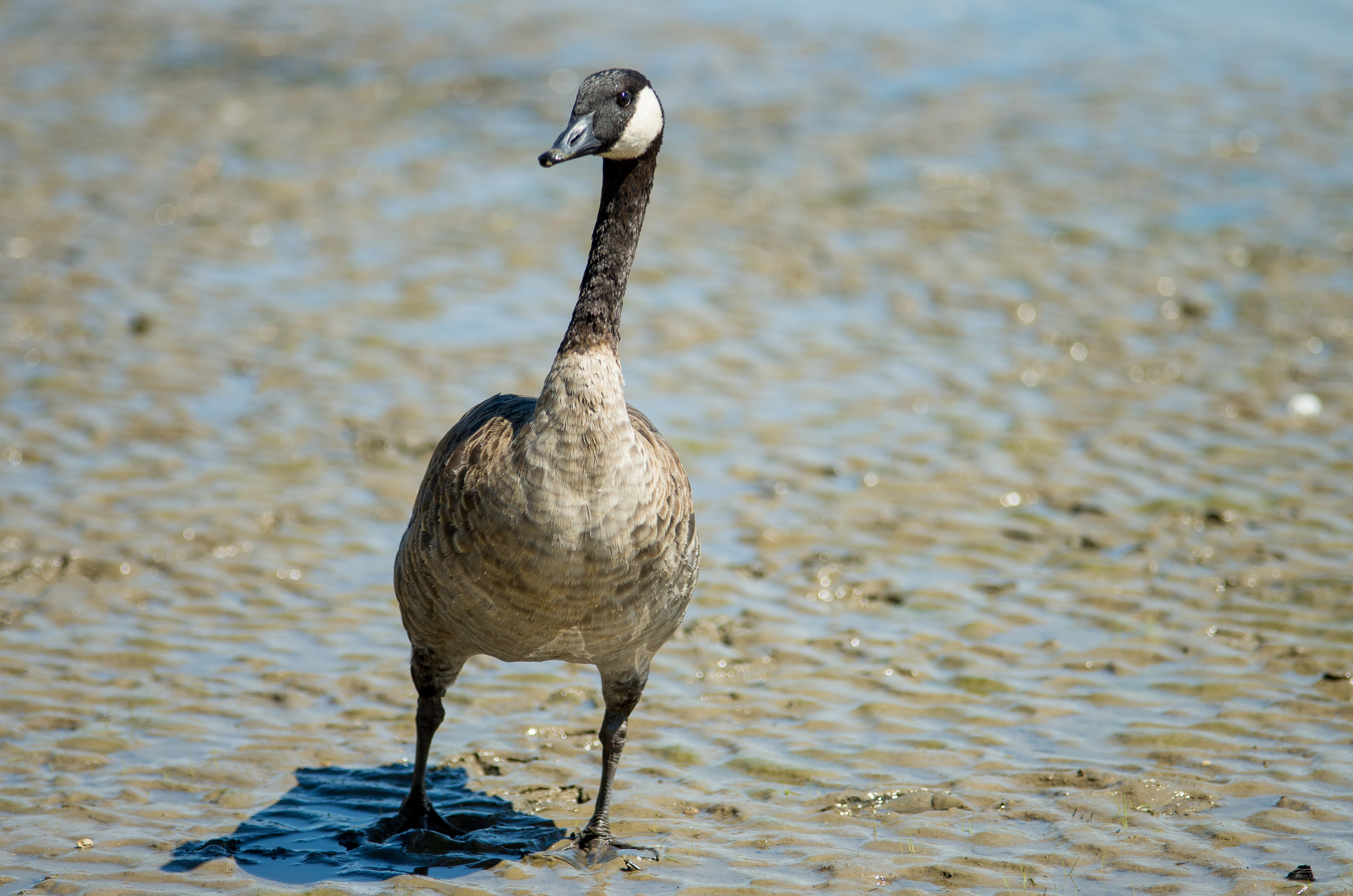 20160801-Geese-PMG_2379.JPG