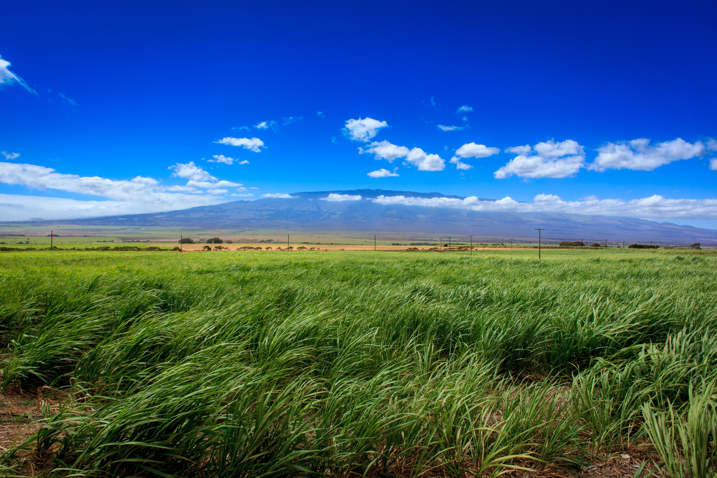Maui '10