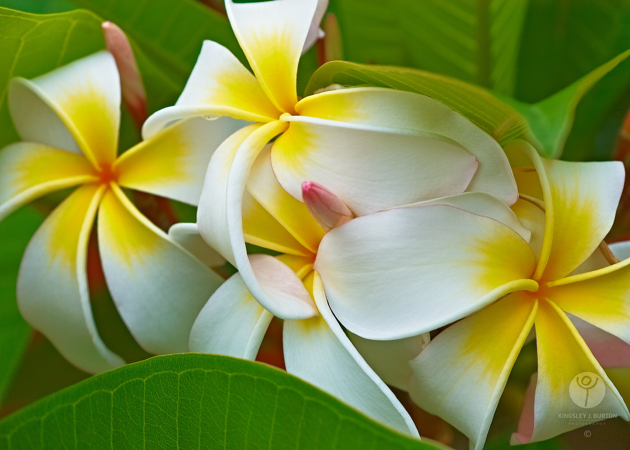 Botanical: Frangipani - White