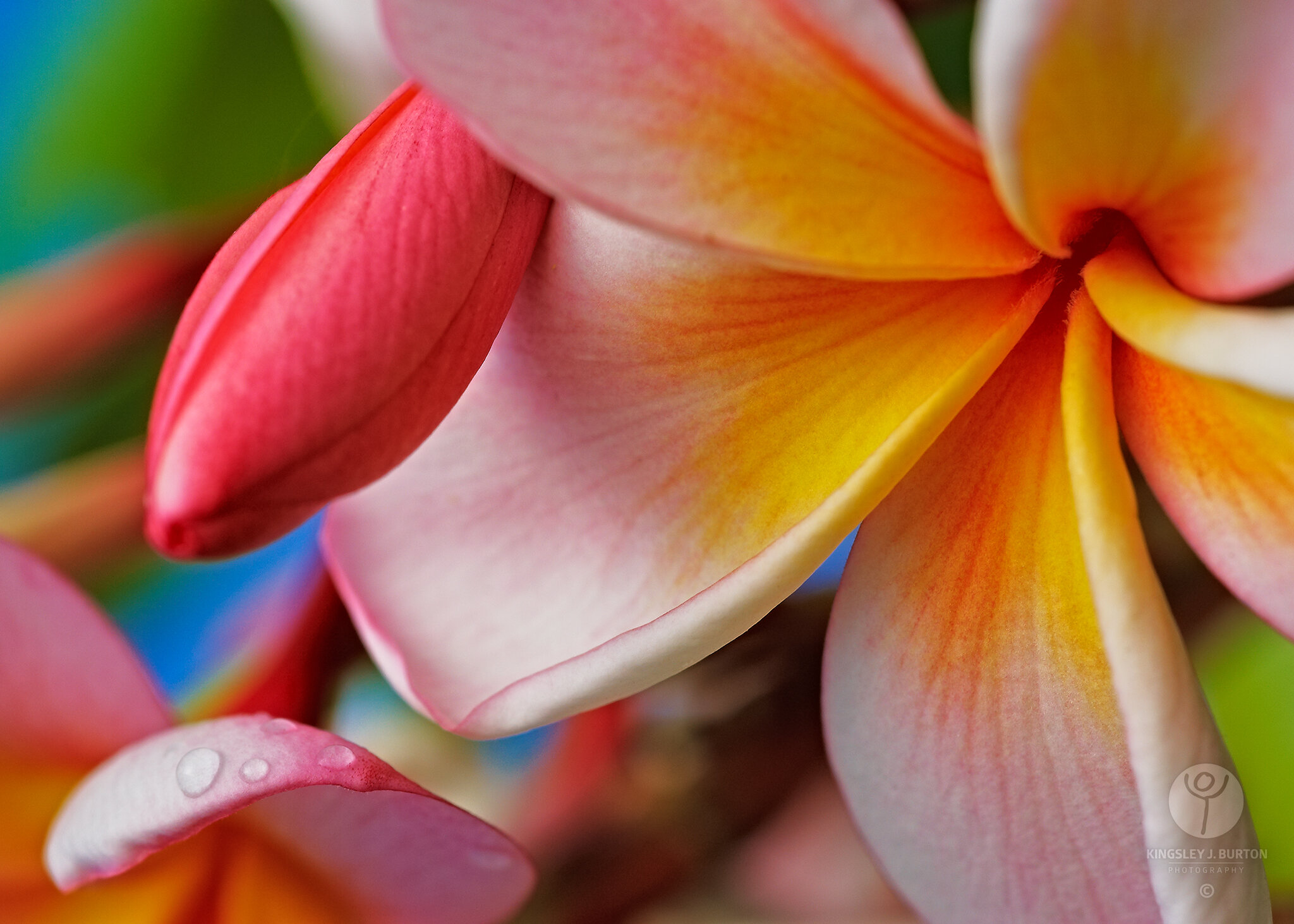 Botanical: Frangipani - Tricolour