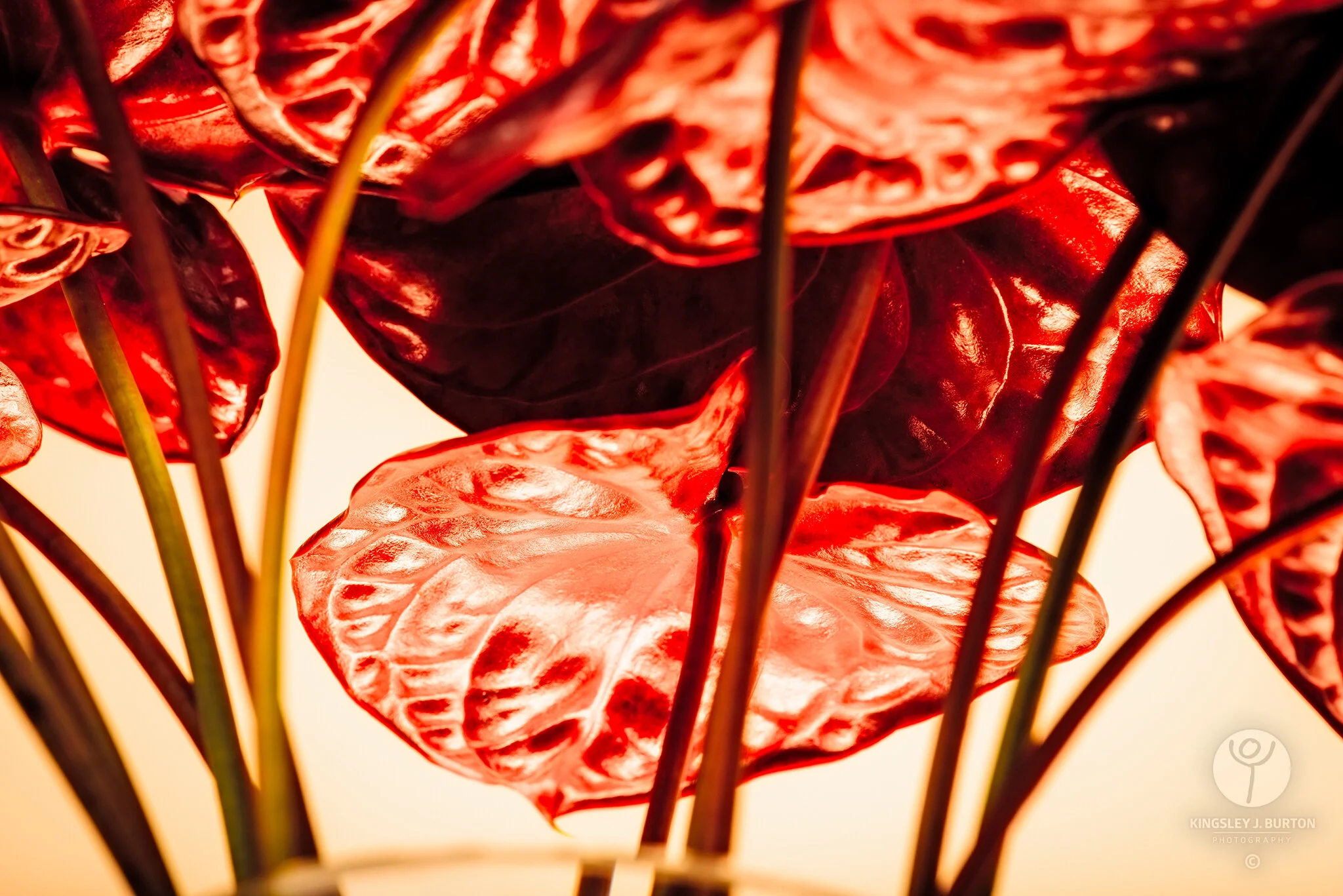 Kingsley-J-Burton-Photography-20120513_Anthurium_098.jpg