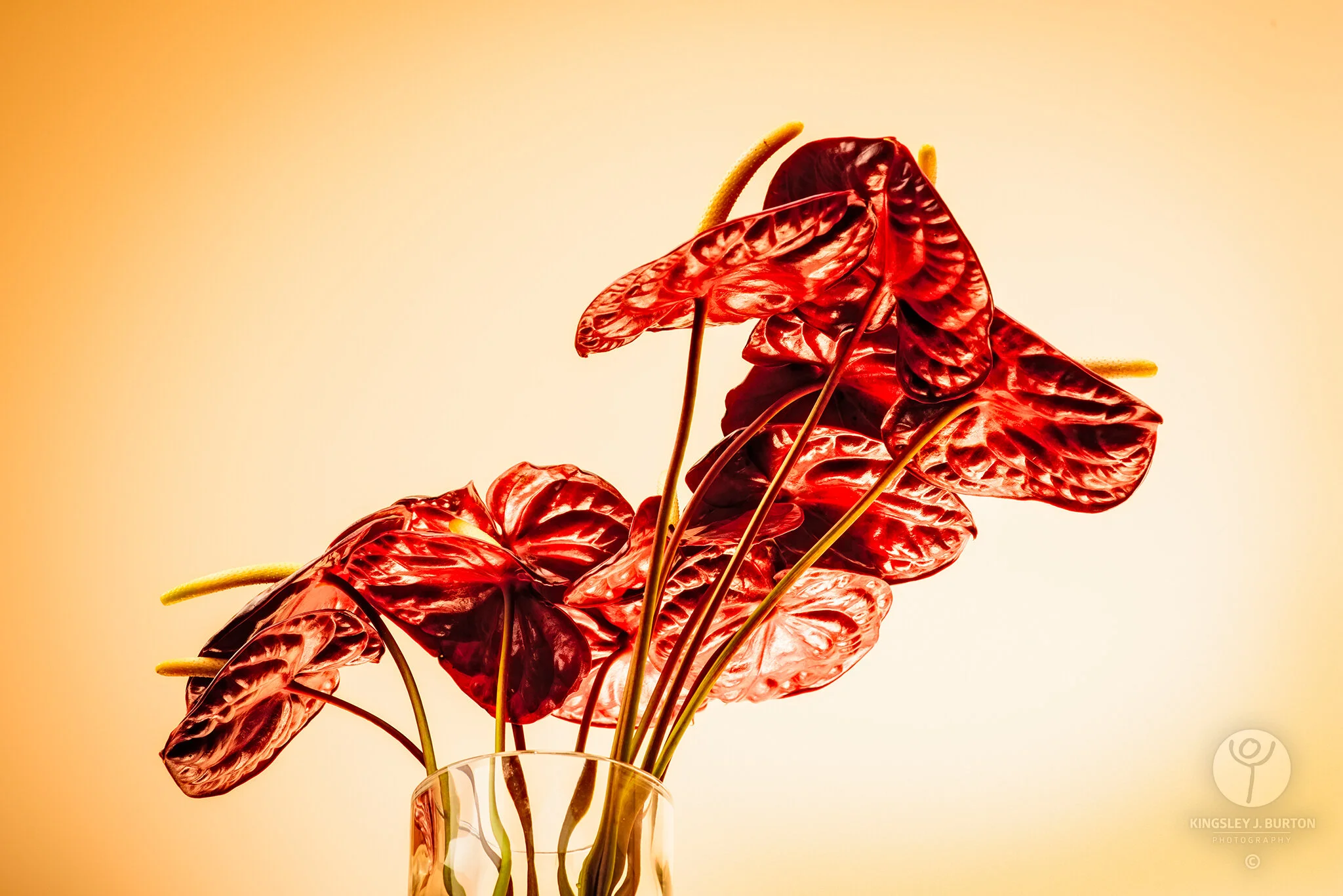 Kingsley-J-Burton-Photography-20120513_Anthurium_135.jpg