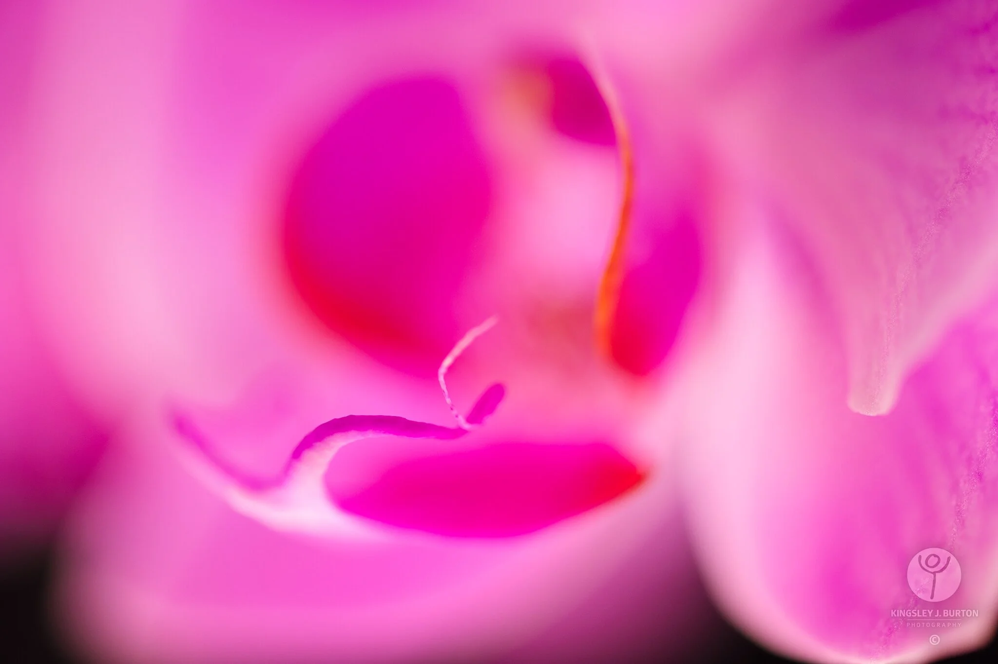 Kingsley-J-Burton-Photography-20120102_Pink_Orchid_0022.jpg
