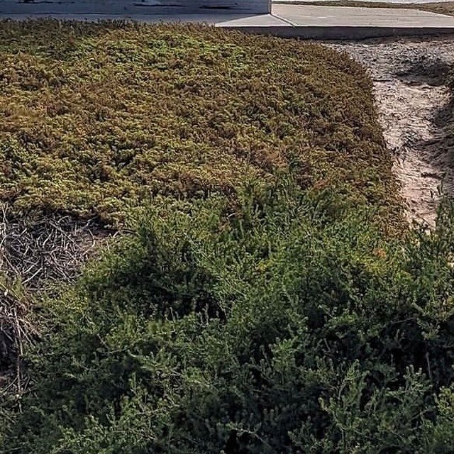 My sculpture &ldquo;Return&rdquo;, 2021, has been acquired by City of Holdfast Bay and is now permanently installed on Kaurna Land, Witu-wattingga - Seacliff Beach.

Christian Hall
Return, 2021
Mild steel, 
2200mm x 1800mm x 500mm
Witu-wattingga, Sea
