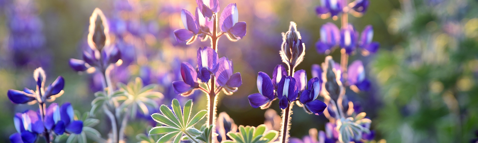 BF-lupine-1600x480.png