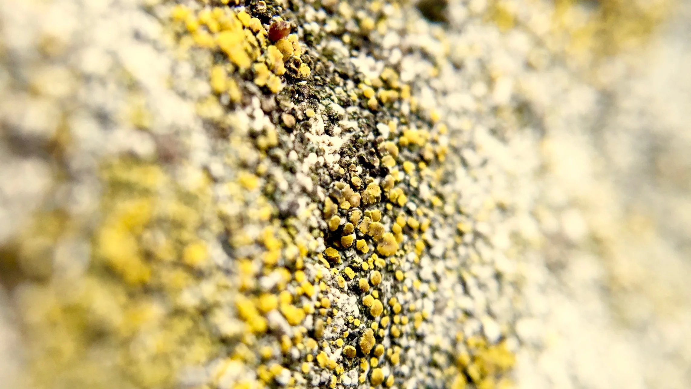iPhone Pictures - 93.jpg