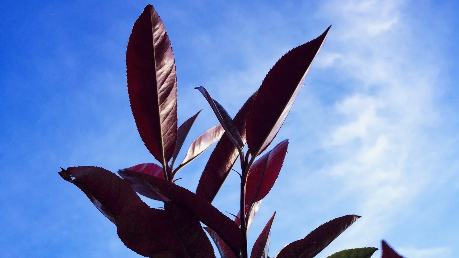 iPhone Pictures - 111.jpg