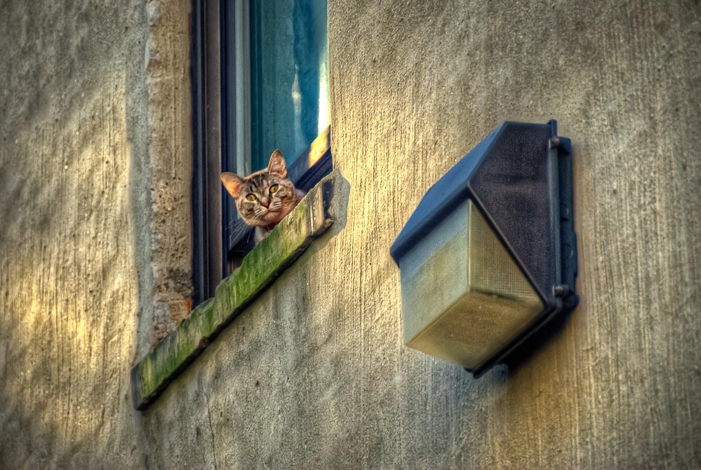 What's All That Racket? — Lens EyeView Photography