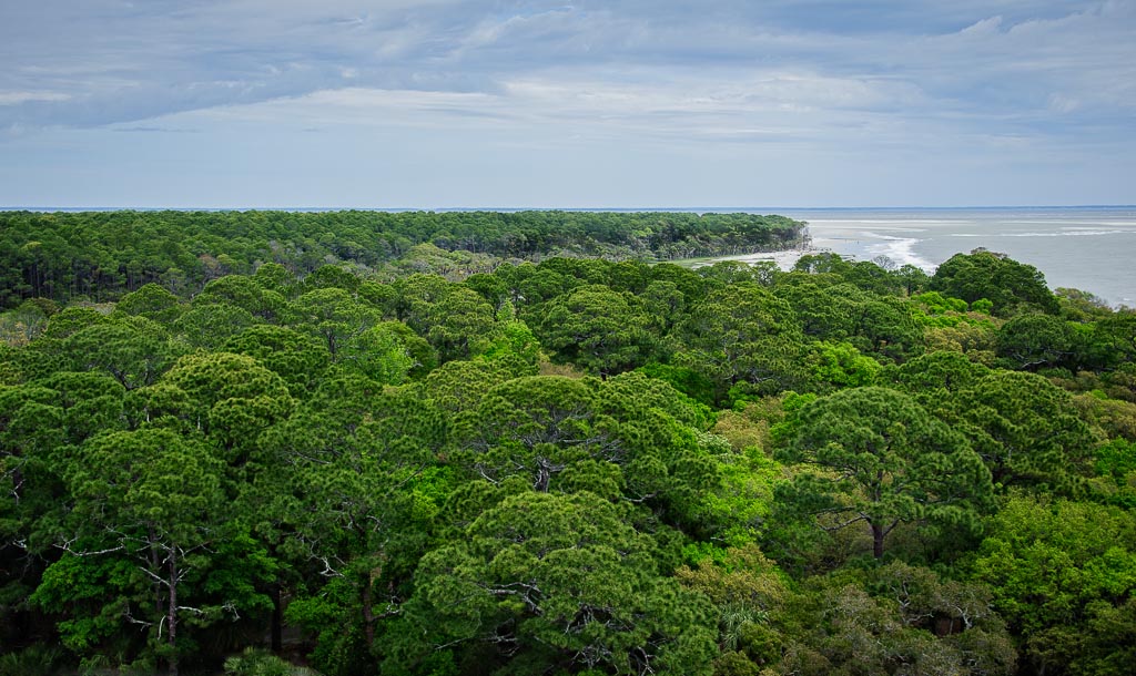 View
  From Hunting Island Lighthouse, Hunting Island, South Carolina