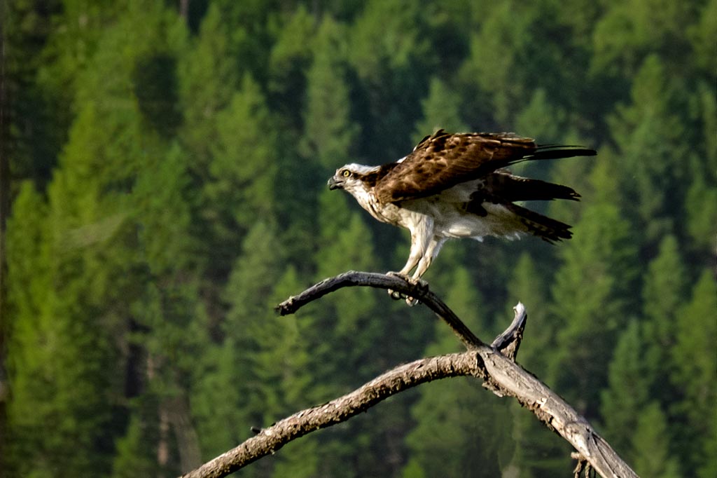 Osprey