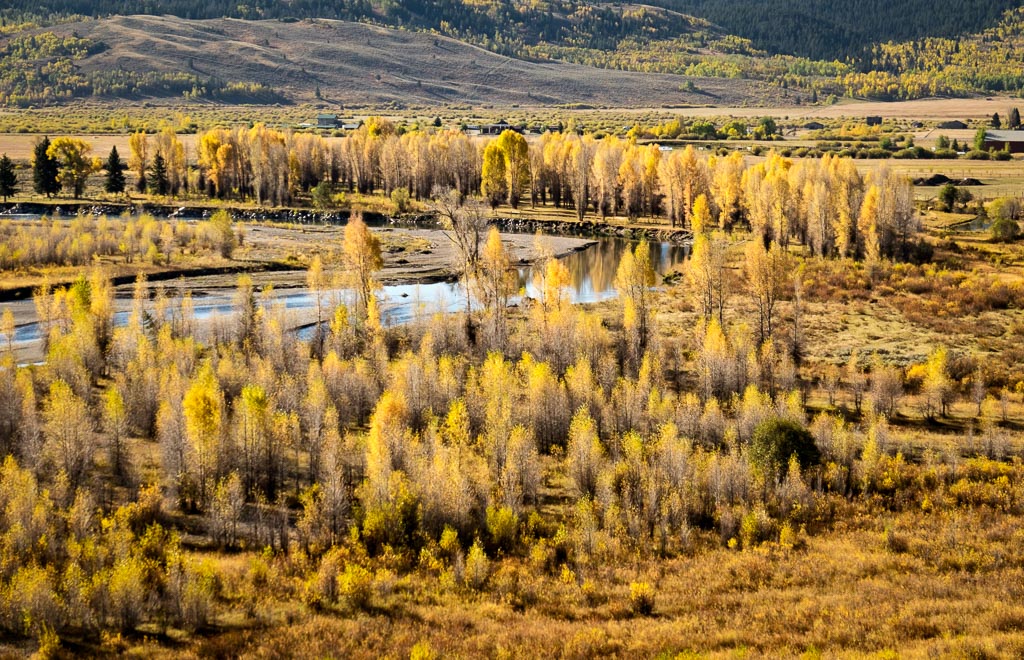 Buffalo Fork Cottonwoods