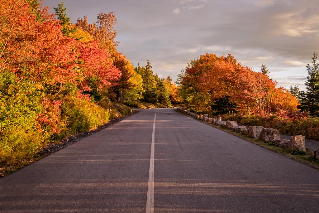 Acadia Foliage