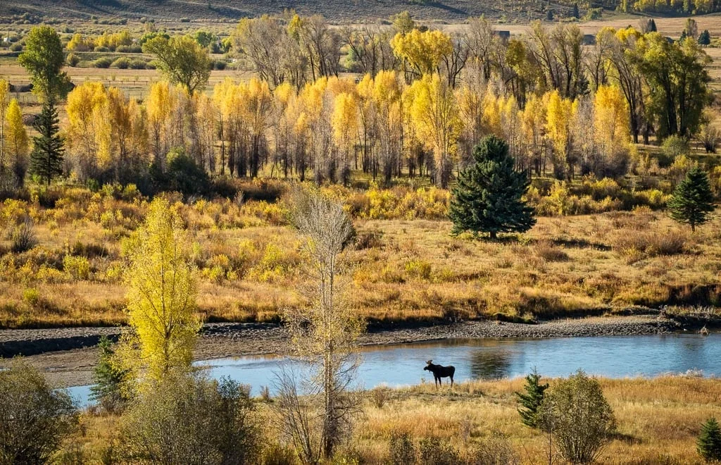 Bull Moose, Buffalo Fork River, Teton Wilderness, Wyoming