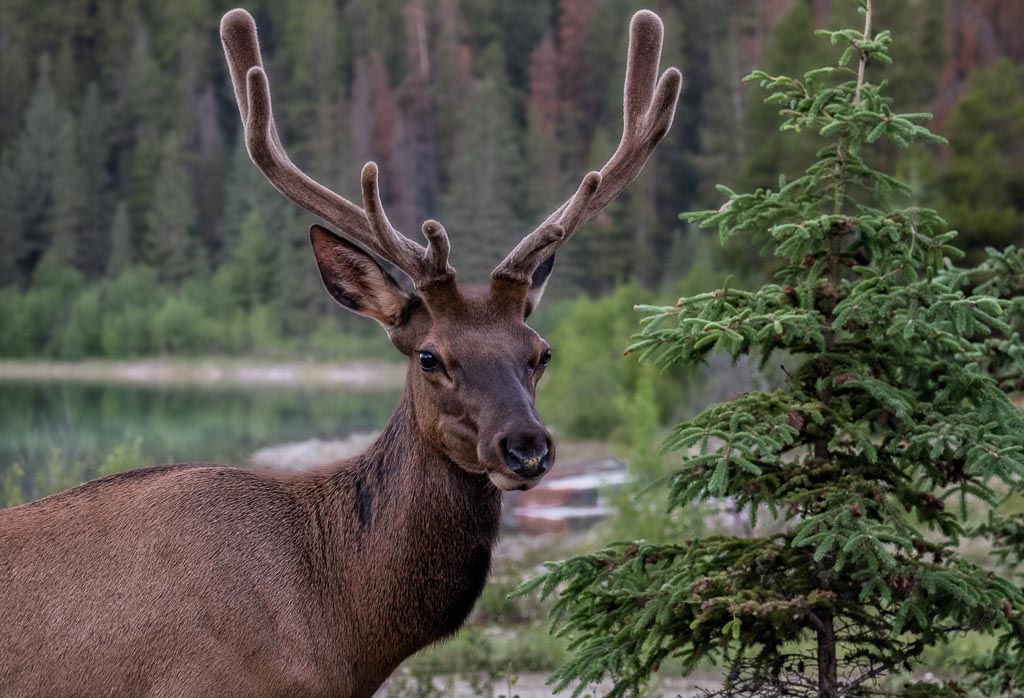 Elk Encounter