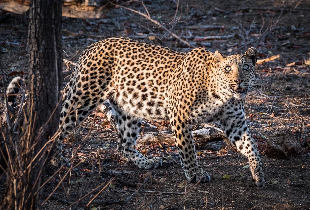 Fresh Kill