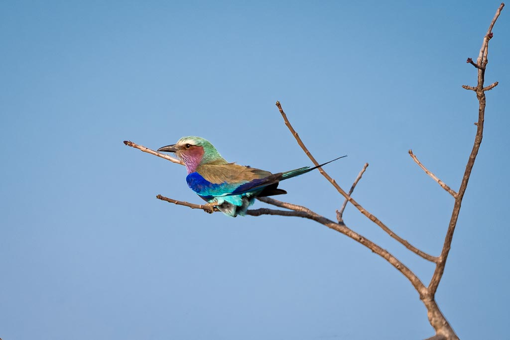 Lilac Breasted Roller
