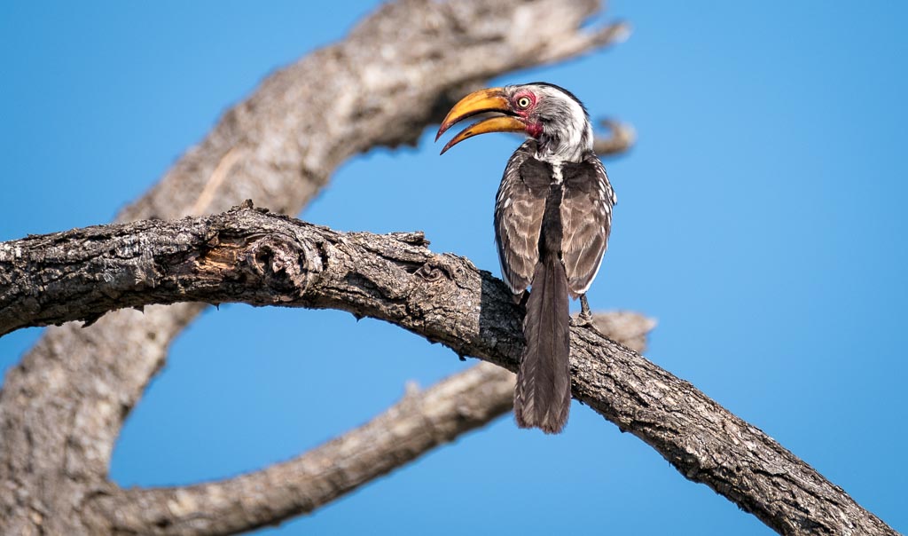 Southern Yellow-Billed Hornbill