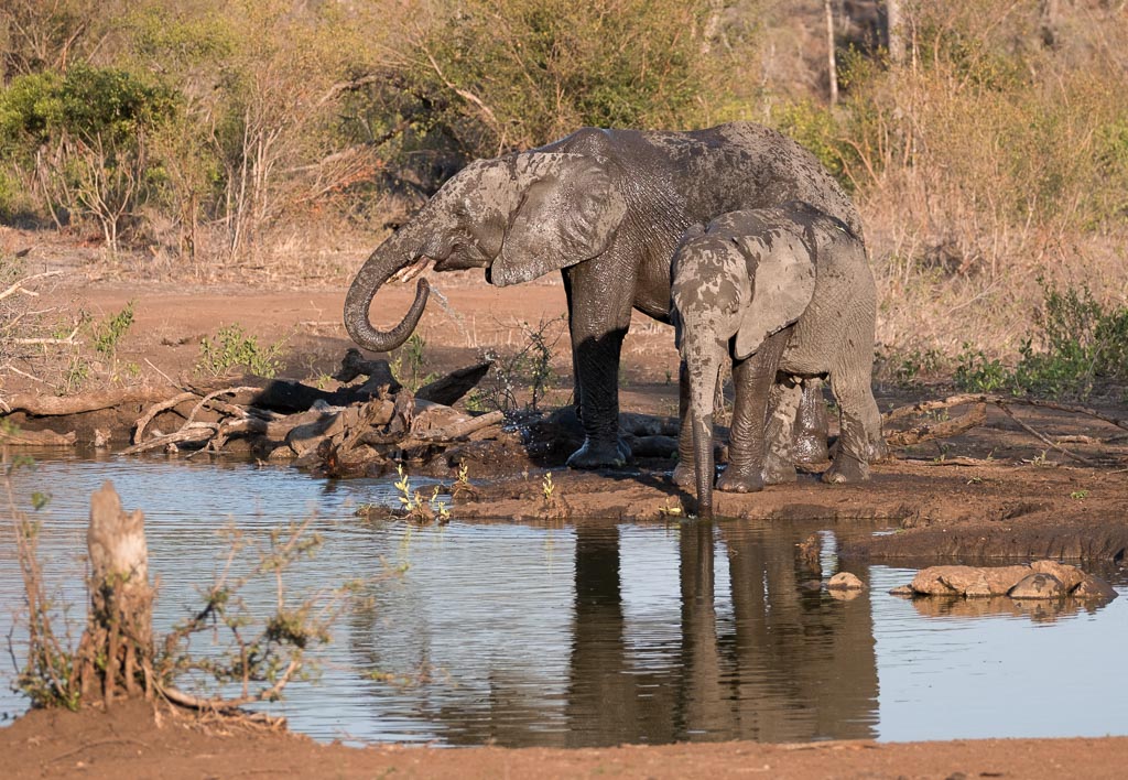 Water Hole