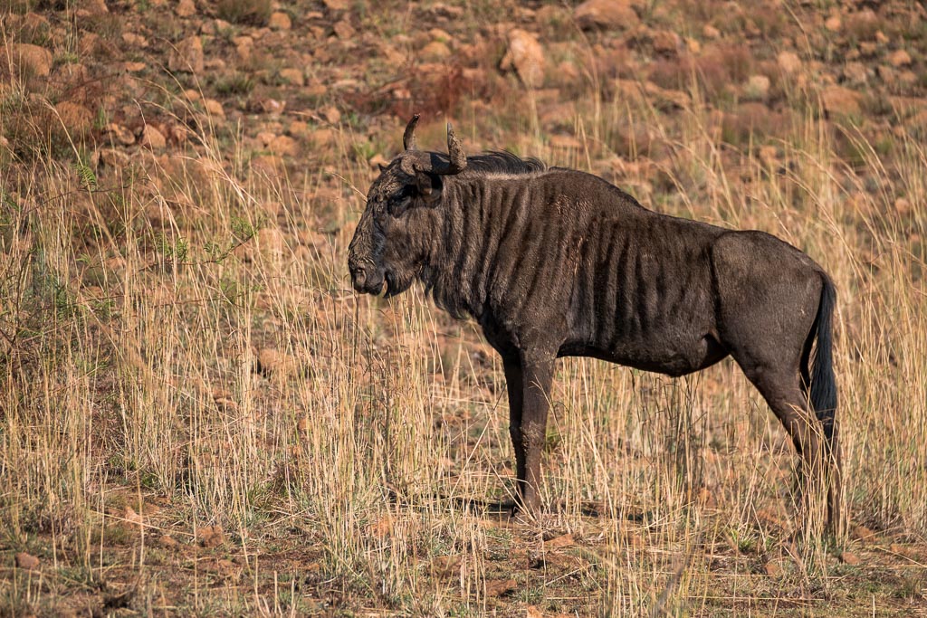 Wildebeest