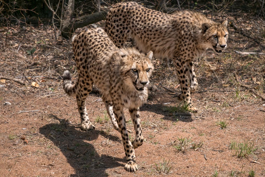 Cheetahs on Prowl