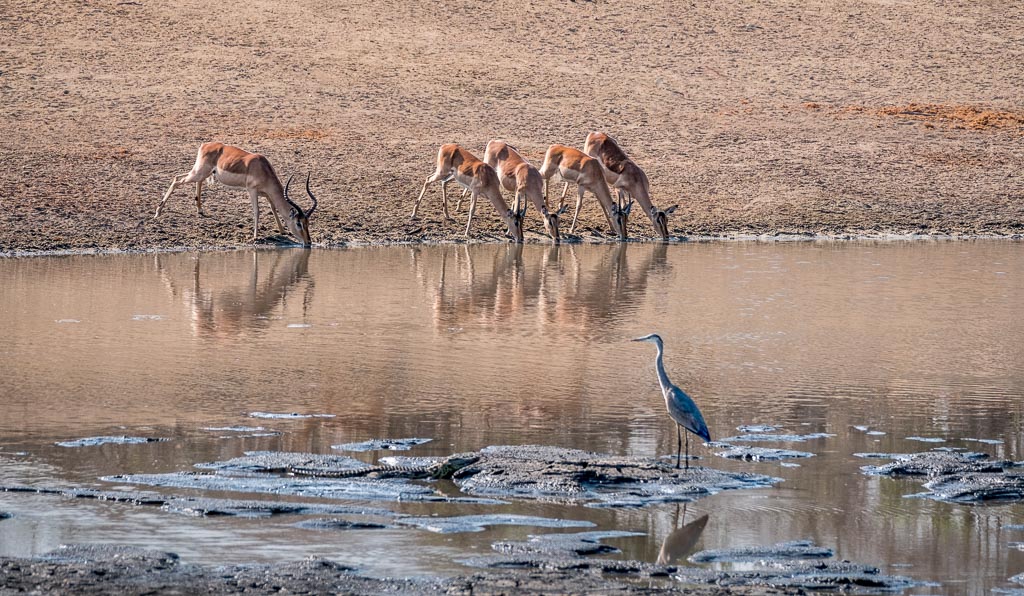 Water Hole Drama