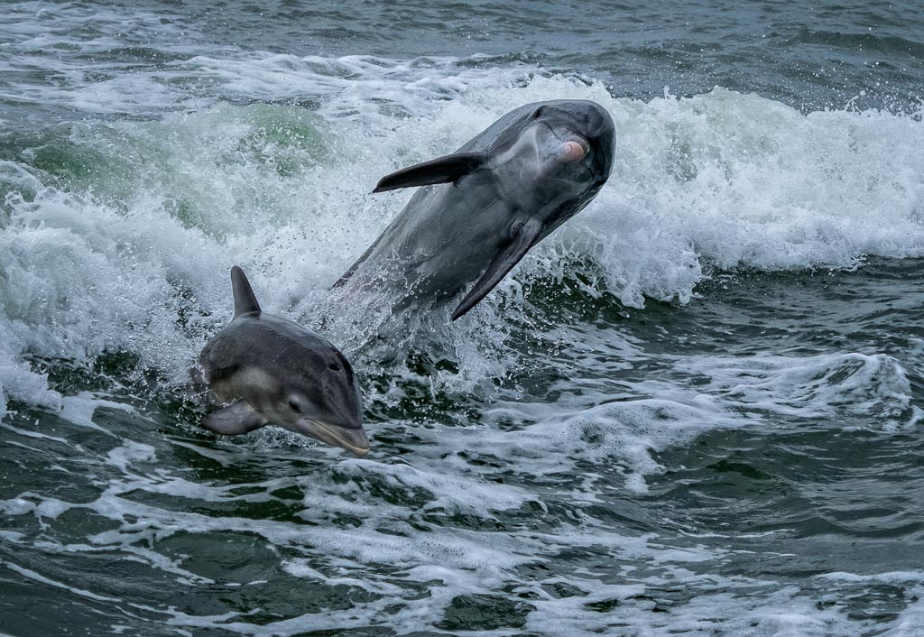 Dolphin Play