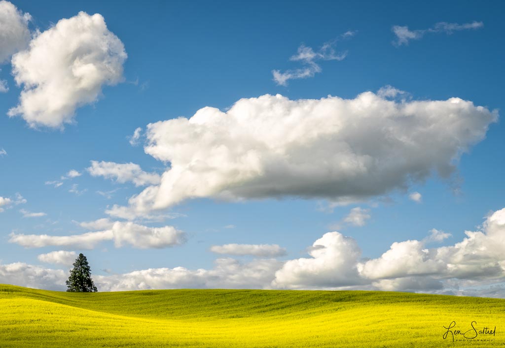 Dijon Skies