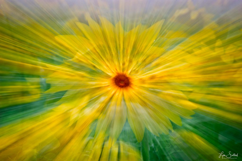 Sunny Sunflower