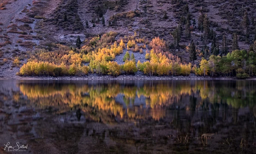 Glowing Foliage