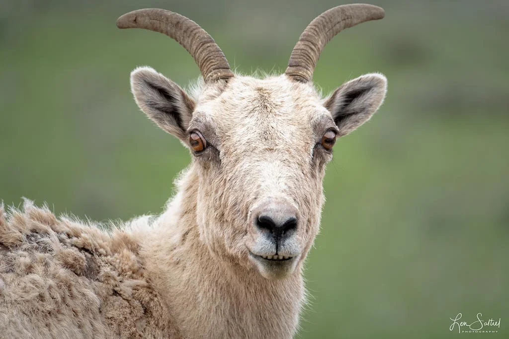 Ewe