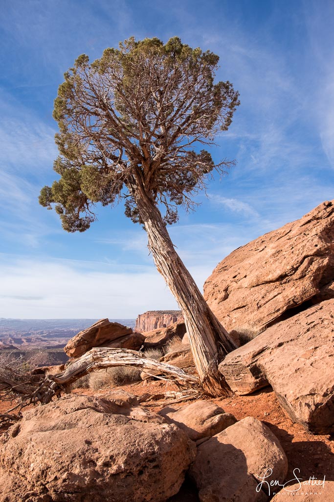 Desert Growth